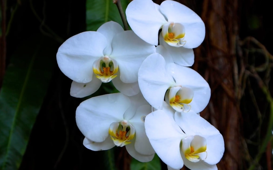 台灣蘭花品種 台灣蘭花品種