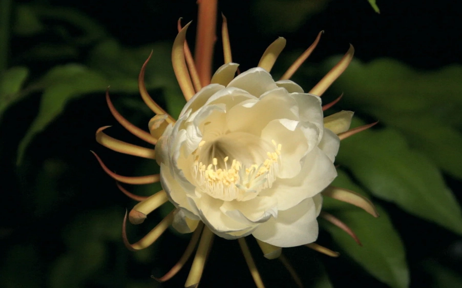 蘭花仙人掌 養護