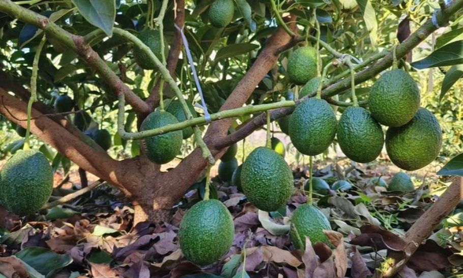 酪梨種植氣候條件