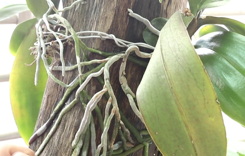 蘭花氣根處理 蘭花氣根處理