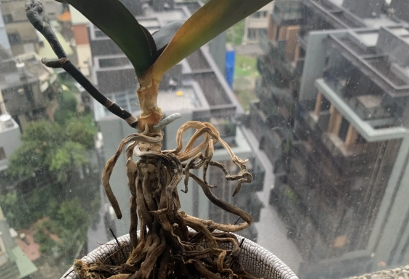 蝴蝶兰枯萎原因 蝴蝶兰枯萎原因