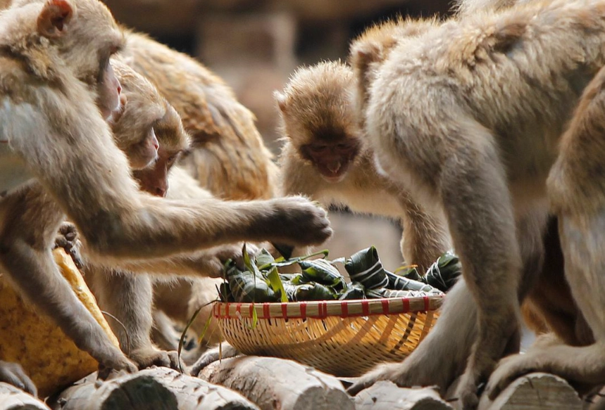 趕猴子夢境解析 趕猴子夢境解析