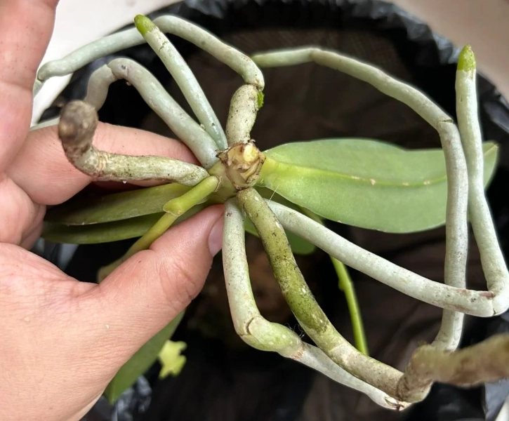 氣根繁殖方法 氣根繁殖方法