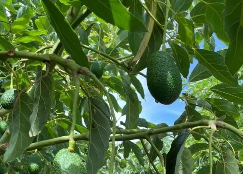 酪梨過高處理 酪梨過高處理