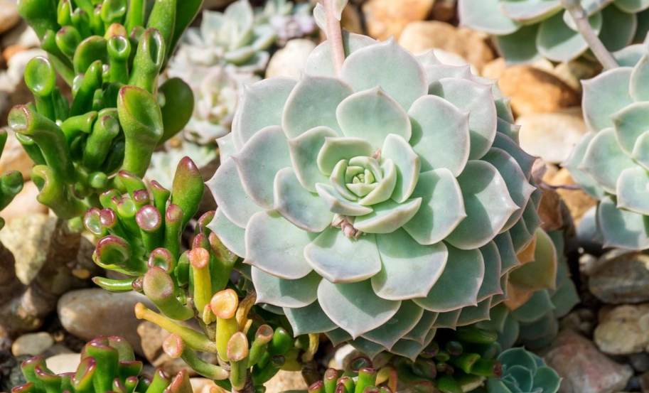 多肉植物照顧