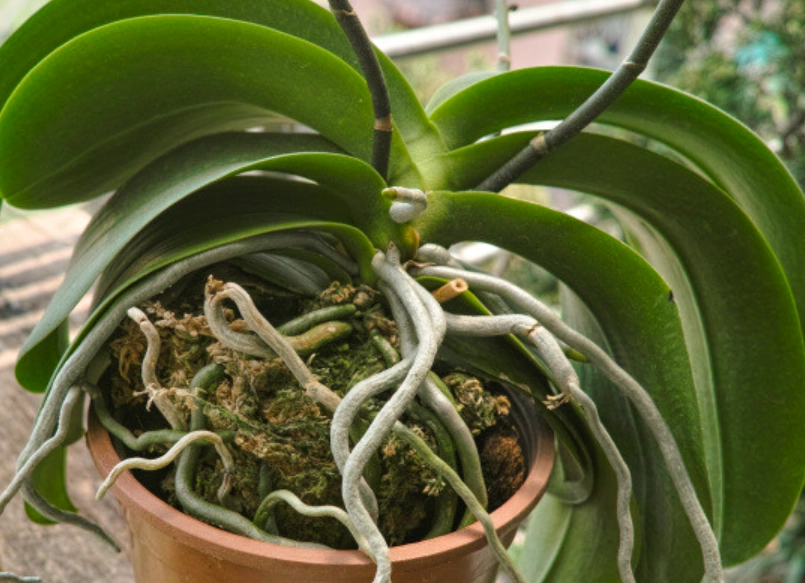 氣根繁殖方法 氣根繁殖方法