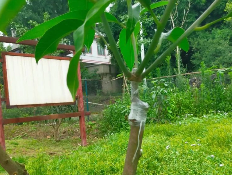 芒果嫁接技巧