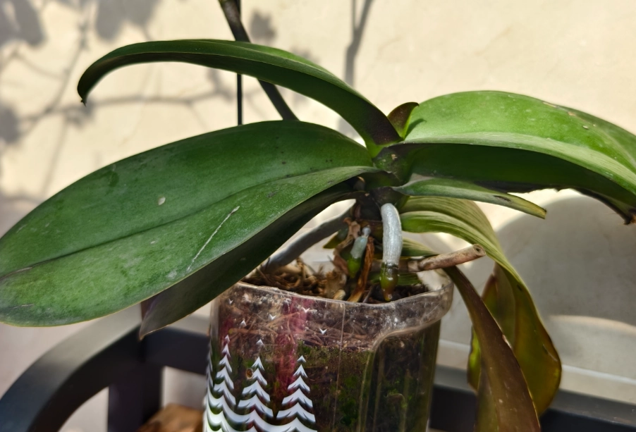 蘭花種植方法 蘭花種植方法