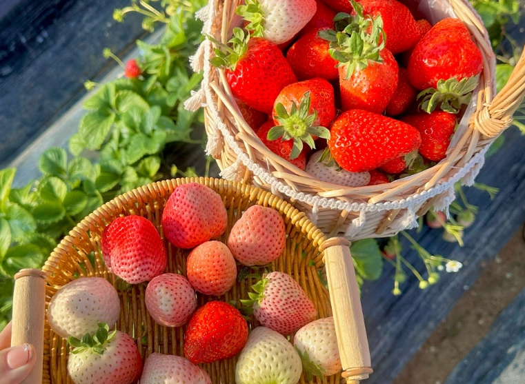 採草莓費用 採草莓費用