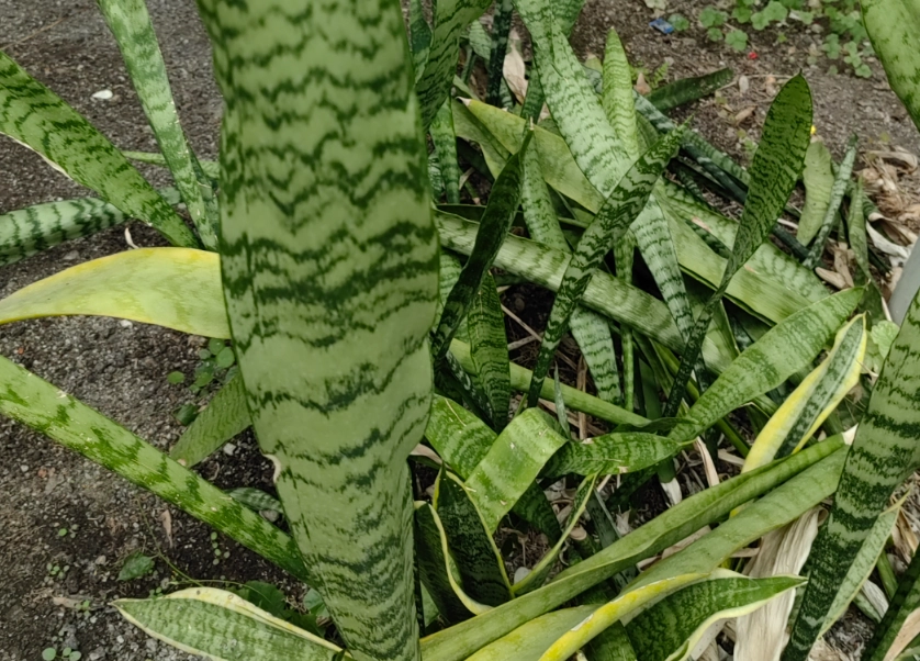 虎尾蘭光照需求