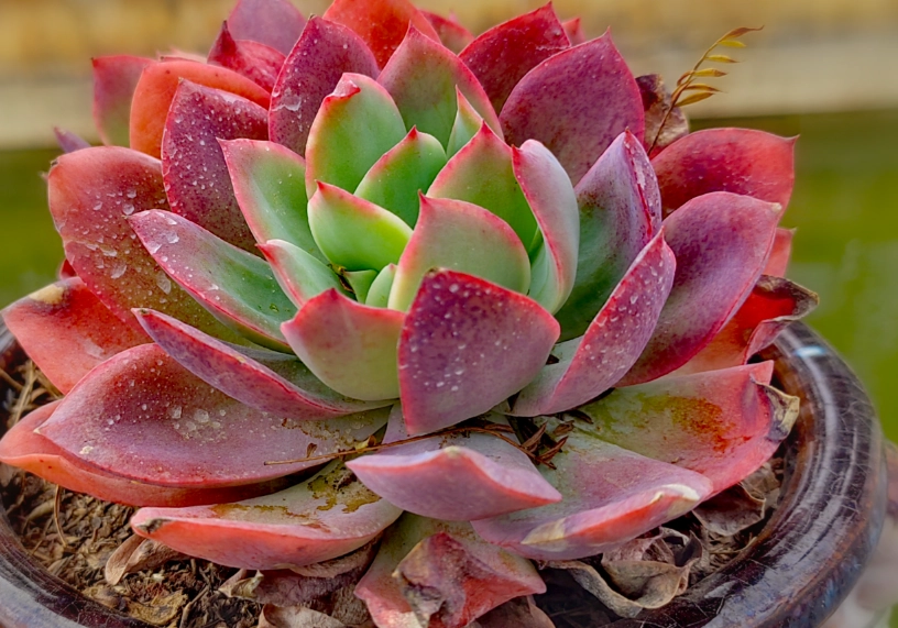 九重天多肉品種