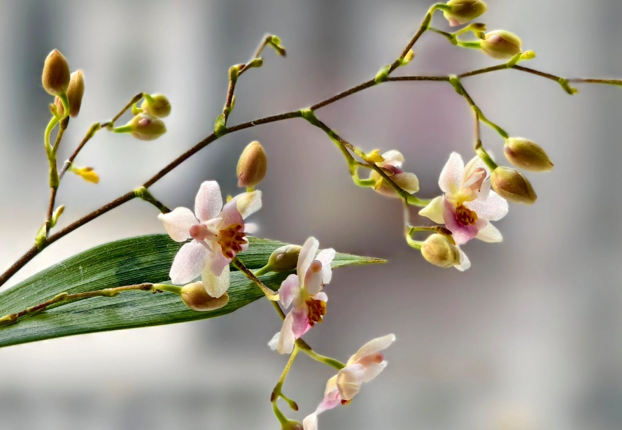 蘭花貓中毒症狀 蘭花貓中毒症狀