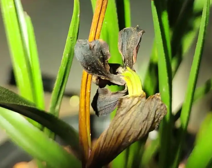 蘭花花苞處理方法 蘭花花苞處理方法