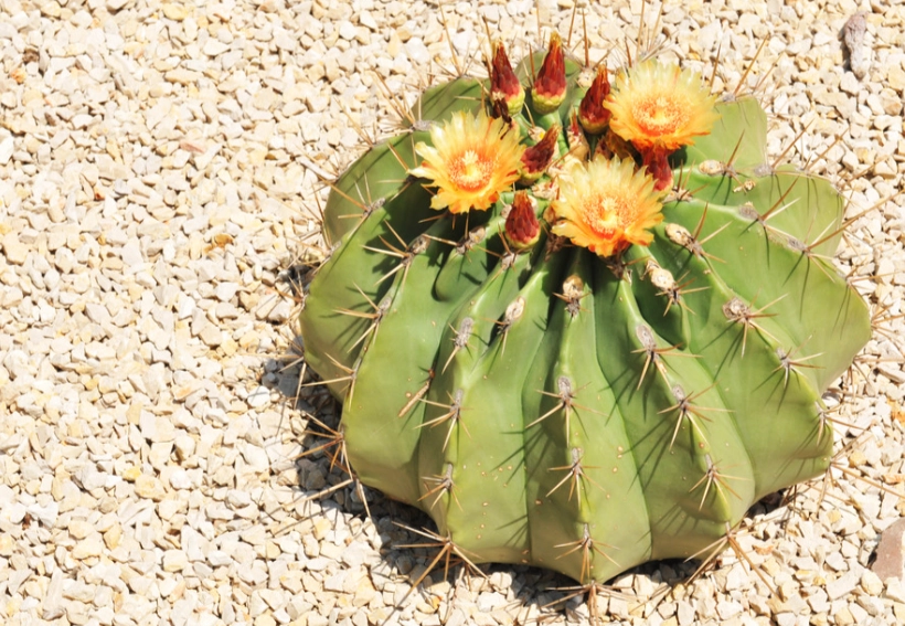 仙人掌種植優點
