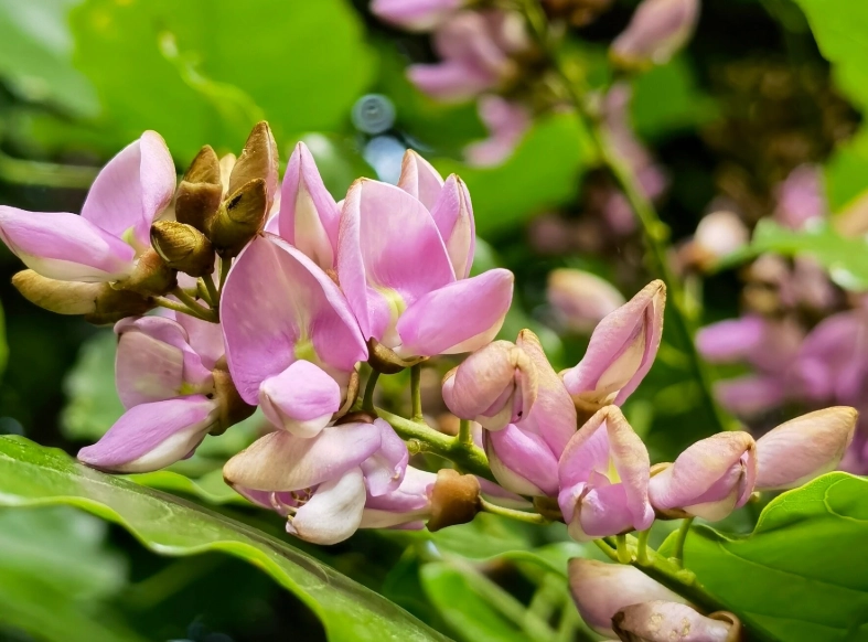 水黃皮健康益處 水黃皮健康益處