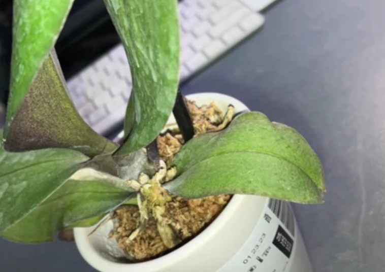 蝴蝶兰救活方法 蝴蝶兰救活方法