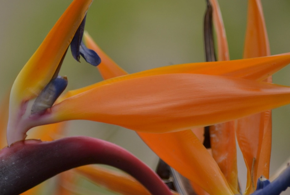 天堂鸟品种 天堂鸟品种