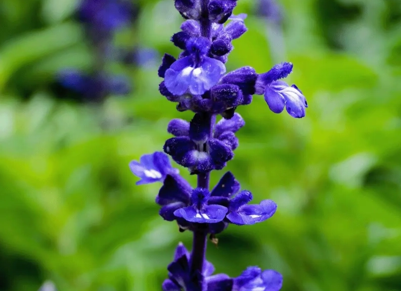 薰衣草貓咪安全