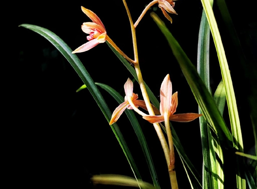 蘭花栽培技巧 蘭花栽培技巧