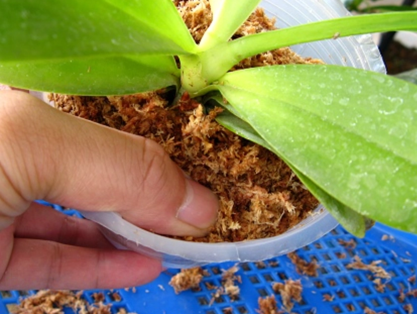 蘭花介質配方 蘭花介質配方