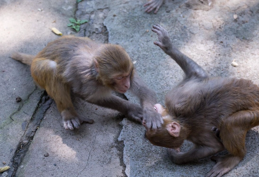 趕猴子夢境解析 趕猴子夢境解析