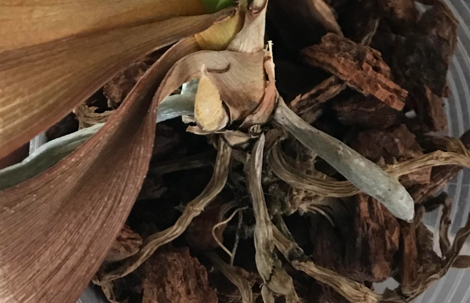 蝴蝶蘭枯萎原因