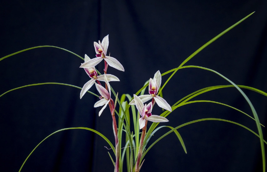 蘭花栽培技巧 蘭花栽培技巧