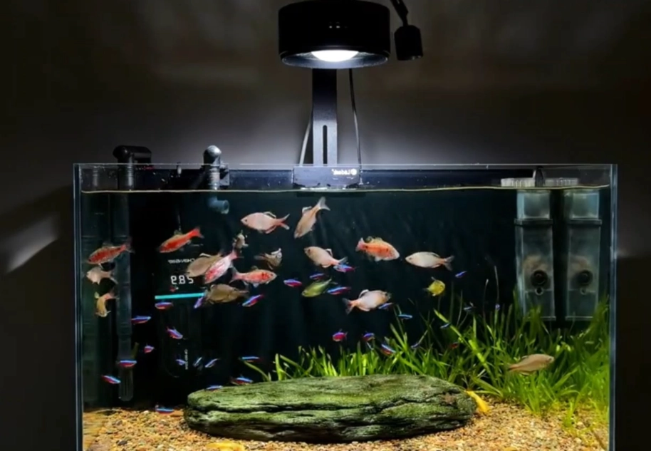 夢見水族箱保養方法