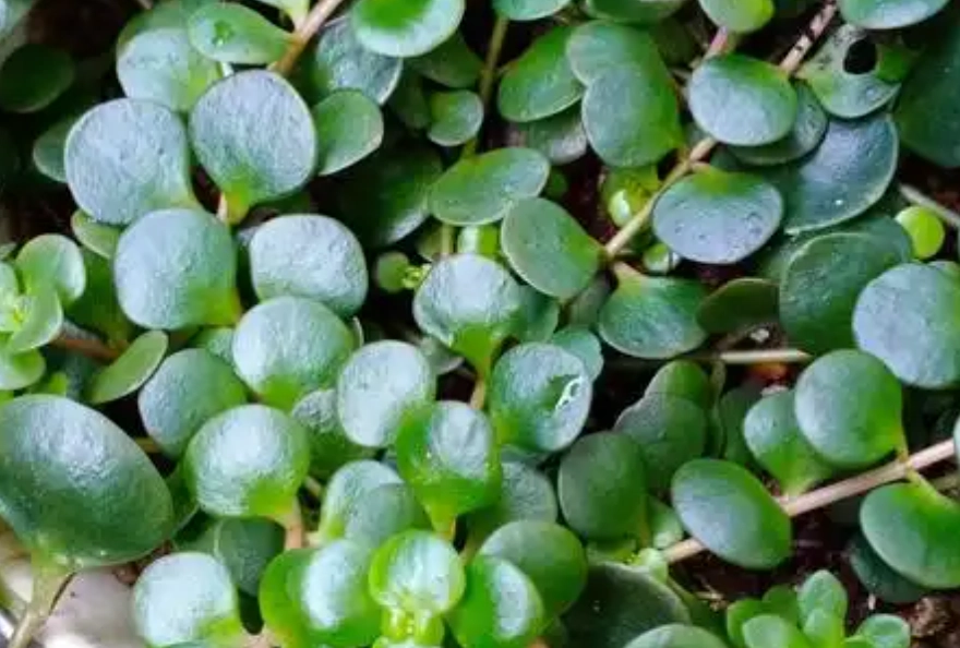 圓葉景天繁殖 圓葉景天繁殖