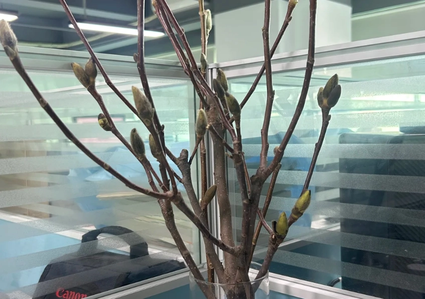 玉蘭花盆栽養護