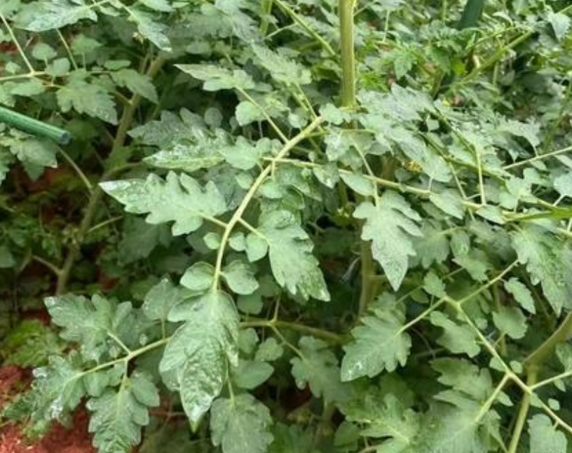 蕃茄疏葉方法 蕃茄疏葉方法