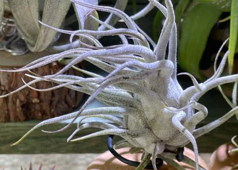 空氣鳳梨章魚 養護