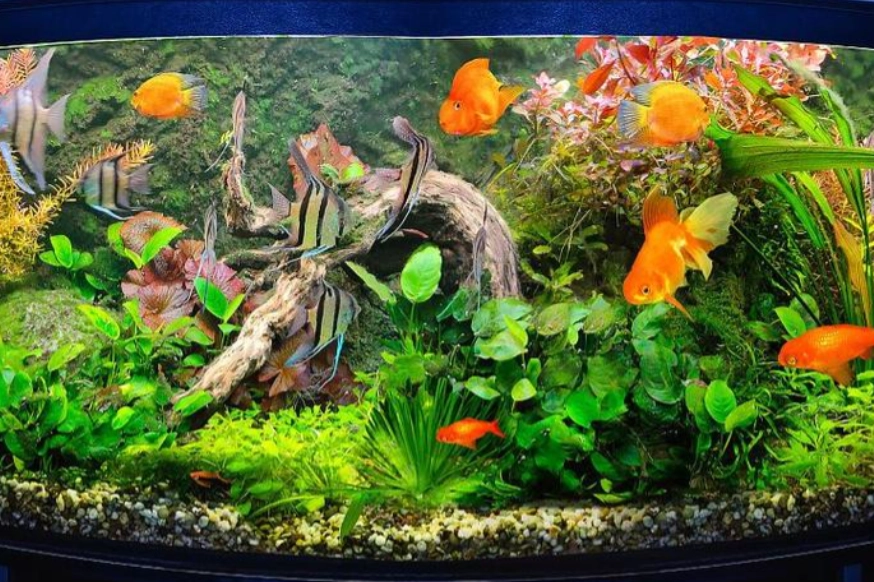 夢見水族箱保養方法