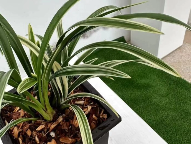 蘭花培養土 蘭花培養土