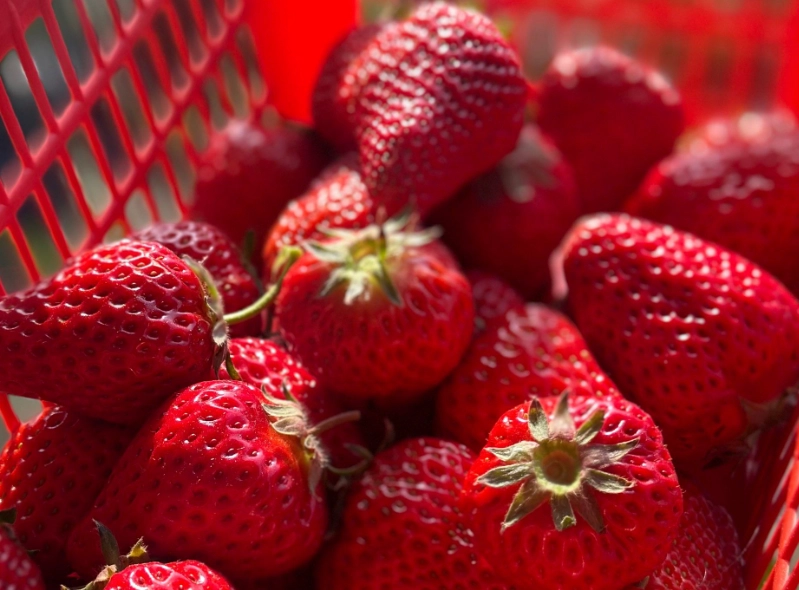 大湖草莓園價格 大湖草莓園價格