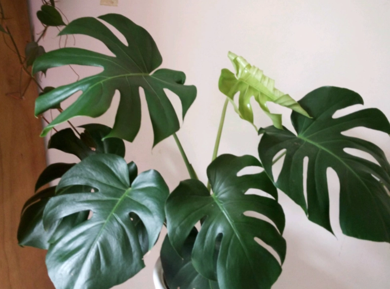 龜背芋開花時間