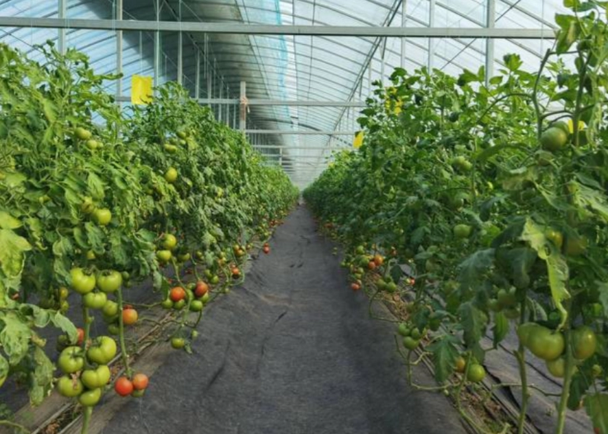 阳台种番茄方法