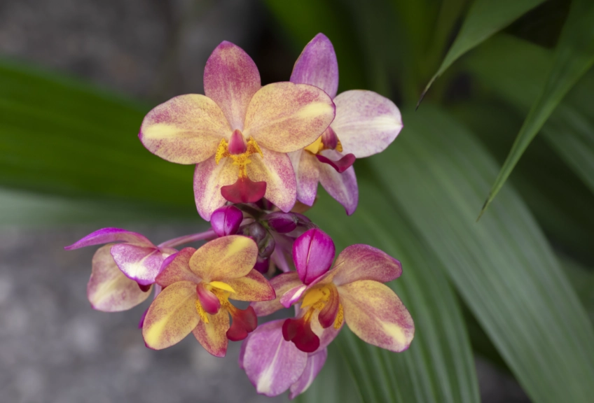 蘭花開花時間 蘭花開花時間