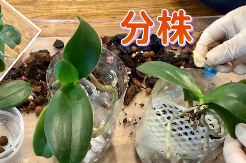 蝴蝶蘭分株時機 蝴蝶蘭分株時機