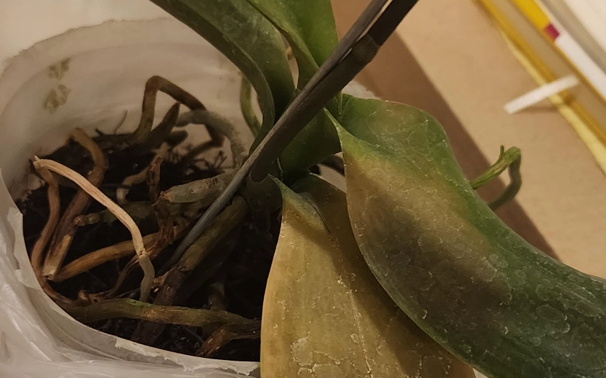 蝴蝶兰枯萎原因 蝴蝶兰枯萎原因