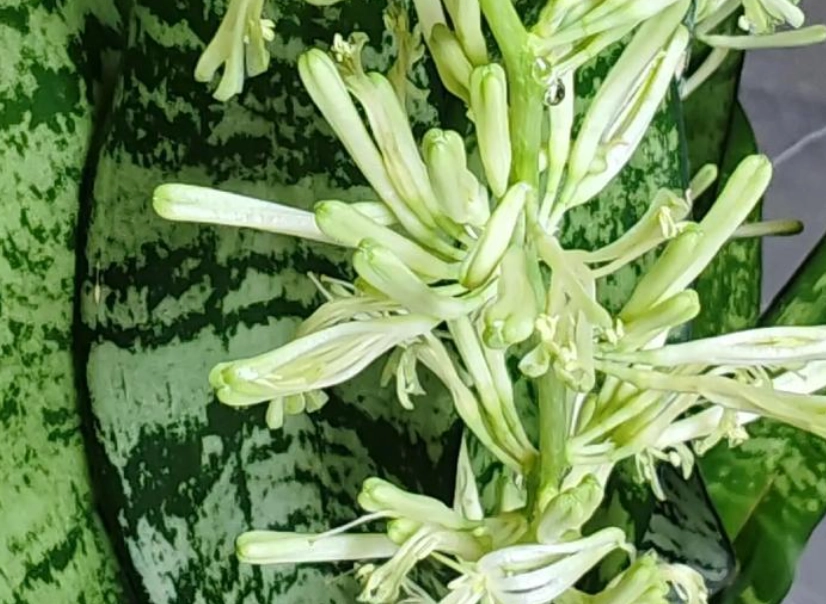 虎尾蘭開花方法