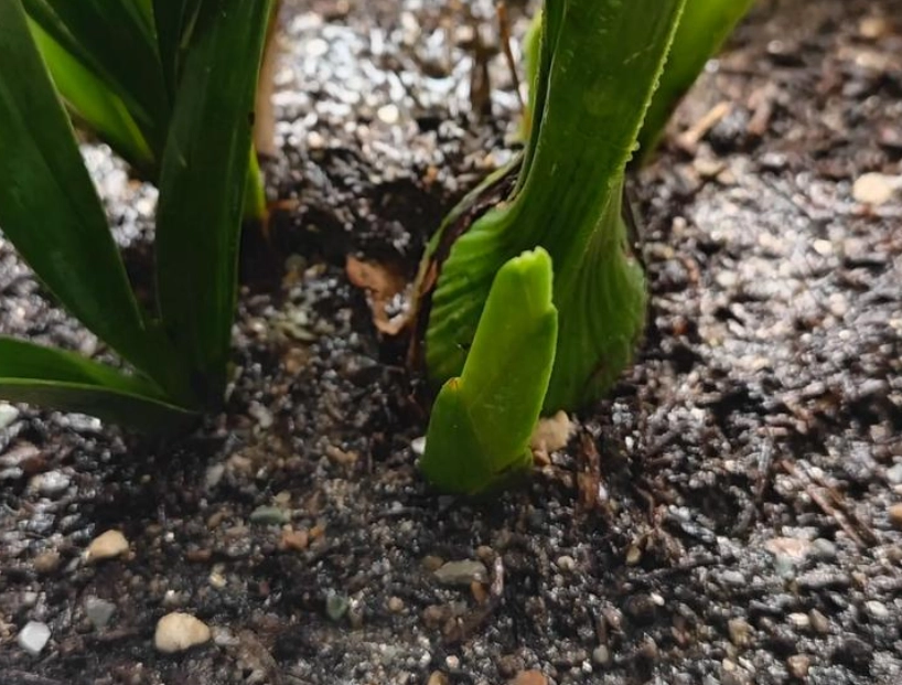 蘭花土壤配方 蘭花土壤配方