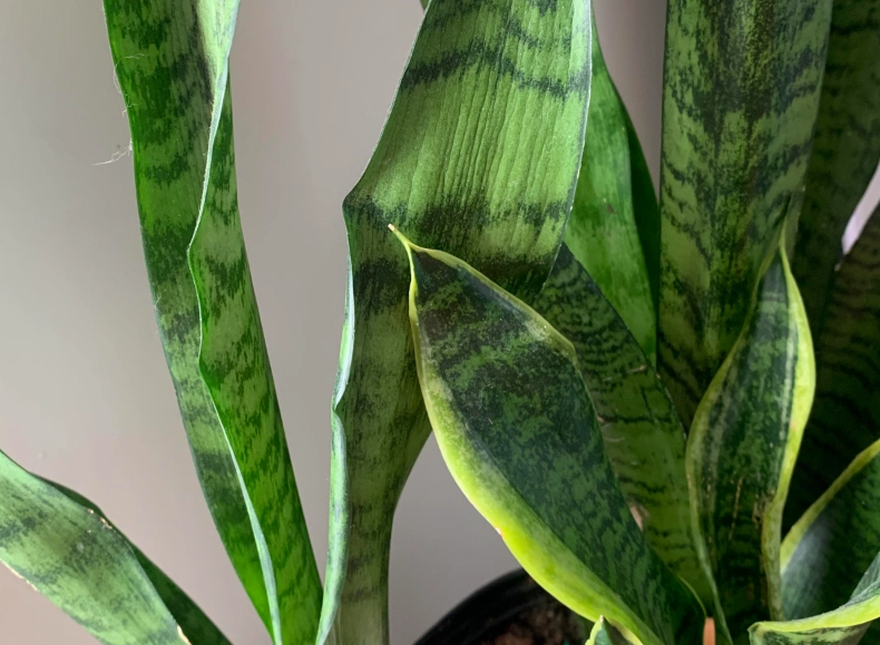 虎尾兰叶子皱皱原因