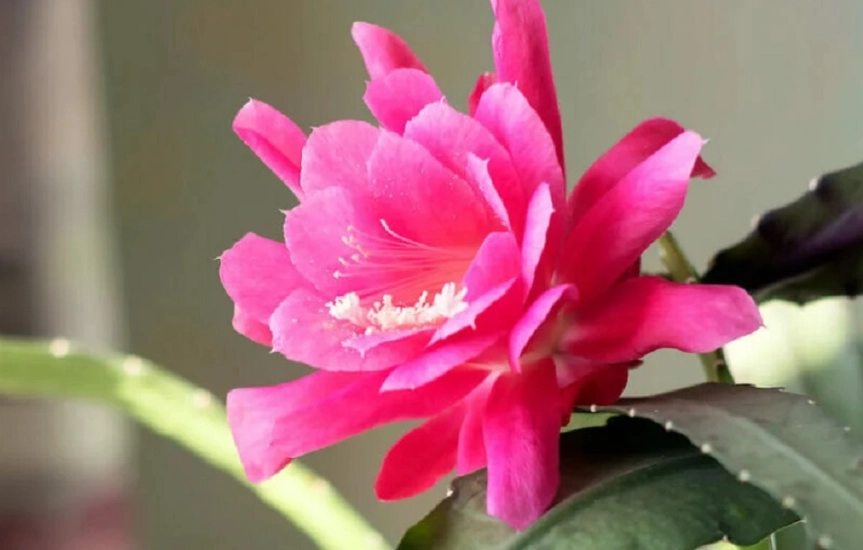 蘭花仙人掌 養護