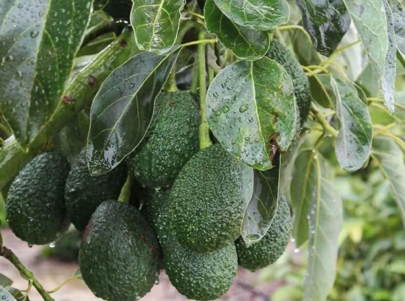 酪梨樹修剪時間