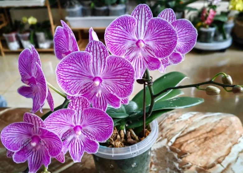 蝴蝶兰浇水方法