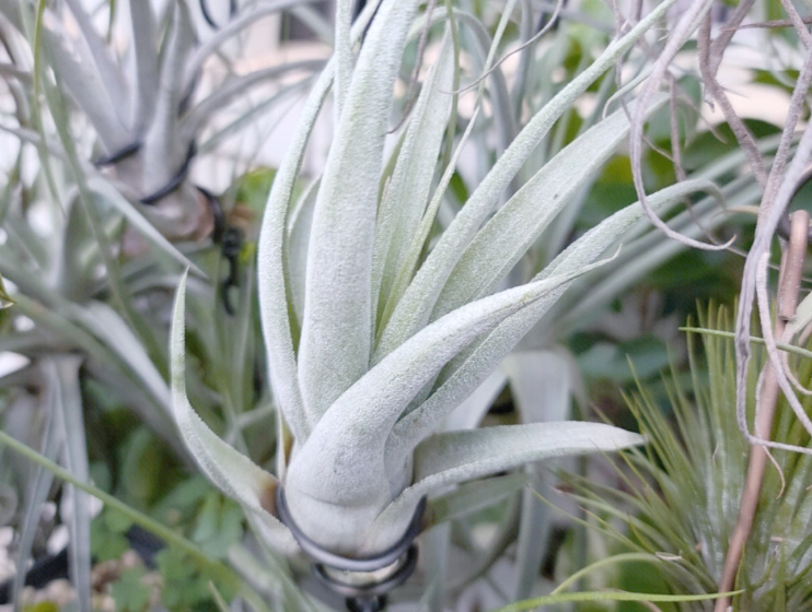 室內植物淨化空氣