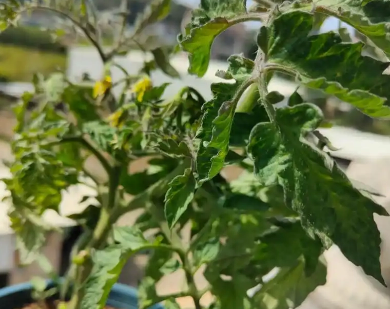疏葉好處 疏葉好處