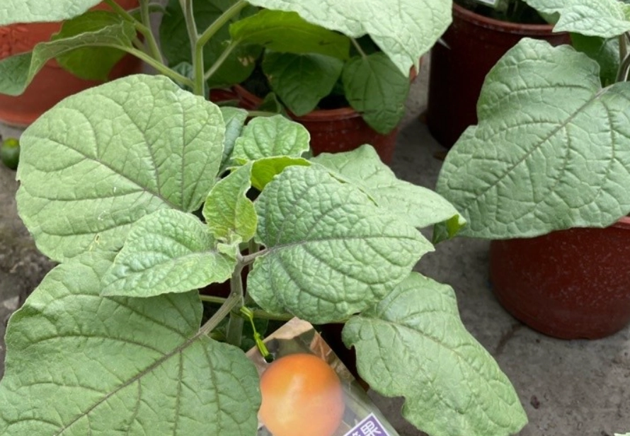 燈籠果種植方法 燈籠果種植方法