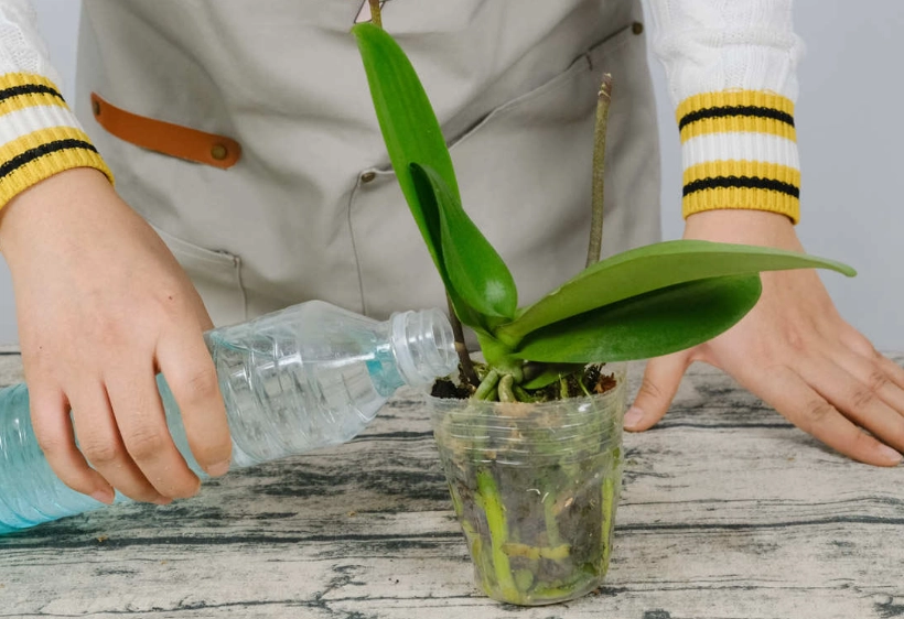 蝴蝶兰浇水频率 蝴蝶兰浇水频率